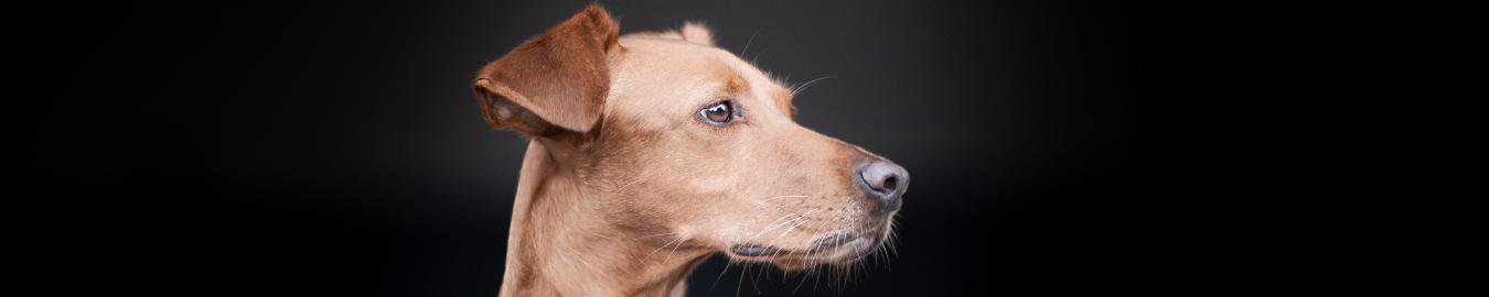 WOOFSTUFF - SHOP FOR DOGS