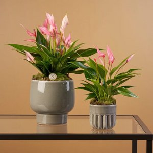 Blooming Luxury, Home & Living brand in Netherlands