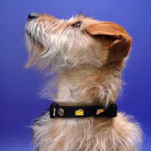 PawPopz, Haus & Wohnen Marke in Deutschland