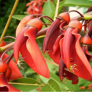 SAFLAX, Haus & Wohnen Marke in Deutschland