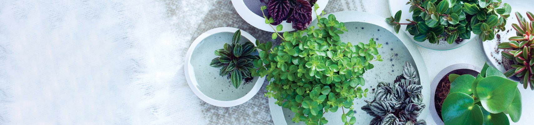 MEERgroothandel Planten