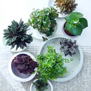 MEERgroothandel Planten, Haus & Wohnen Marke in Niederlande